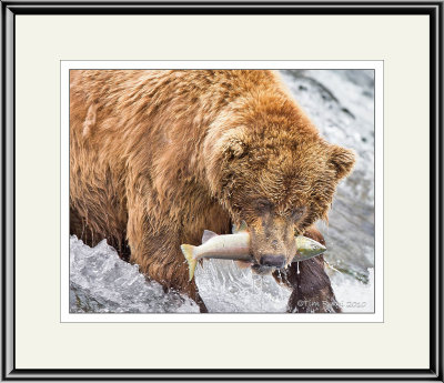 87632  - Grizzly Bear Catching Salmon   (unframed)