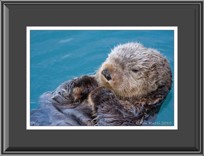 69582  -  Sea Otter  (unframed)