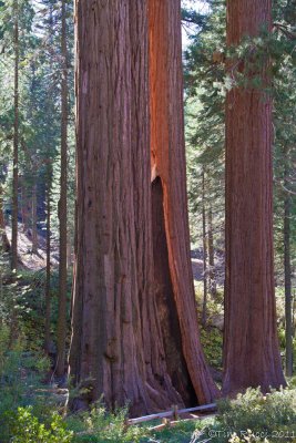 7D_1430 - Sequoia National Park