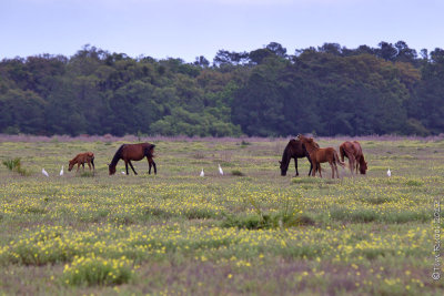 M4_02645 - Wild Horses