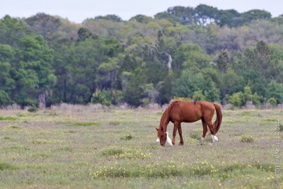 M4_02524- Wild Horses
