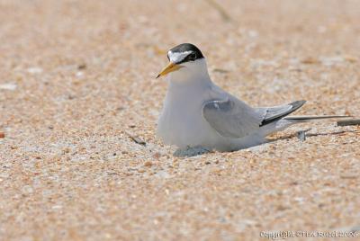 11331 Least tern, on two eggs