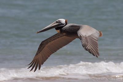 11079  Brown Pelican