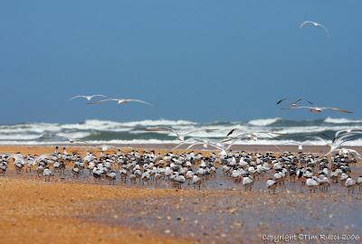 11090 - Terns on the beach
