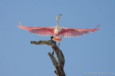 12446  Roseatte Spoonbill