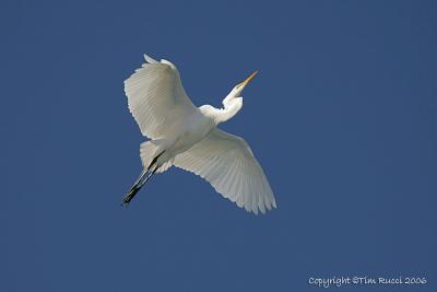 12580 - Great Egret