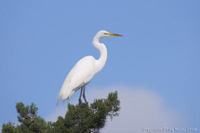 10885  Great Egret