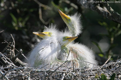 11815  = Great Egret chicks