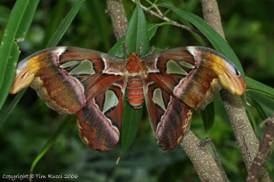 16060 - Atlas Moth