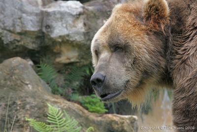 15505 - Kodiak Bear