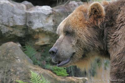 15507 - Kodiak Bear