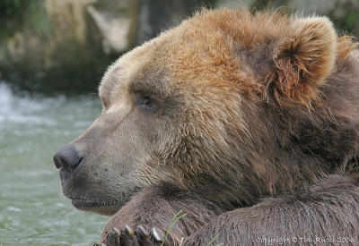15537 - Kodiak Bear