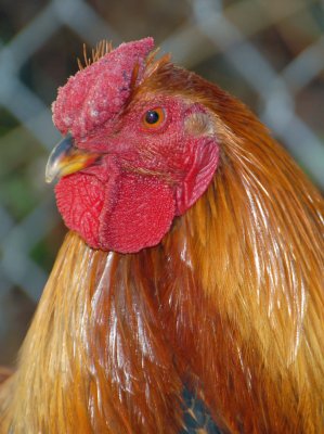 my_beautiful_rooster