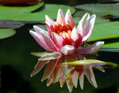 Water lilies from my ponds