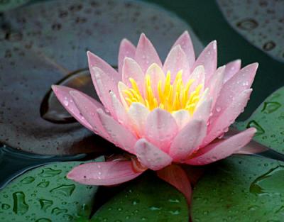 g4/01/275201/3/61338086.Waterlilies022copy.jpg