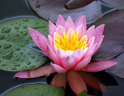 g4/01/275201/3/61338094.Waterlilies028copy.jpg