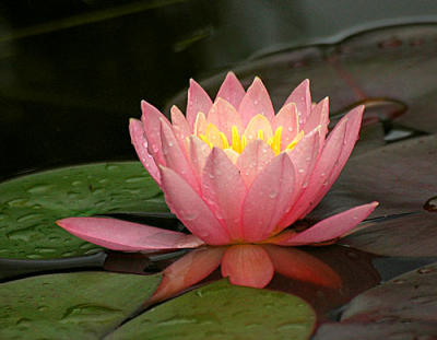 g4/01/275201/3/61338100.Waterlilies032copy.jpg