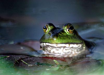 more_frogs