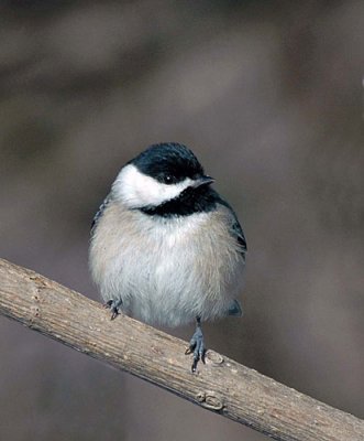 More back yard birds