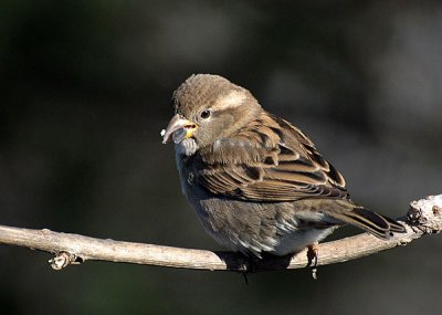 More birds two