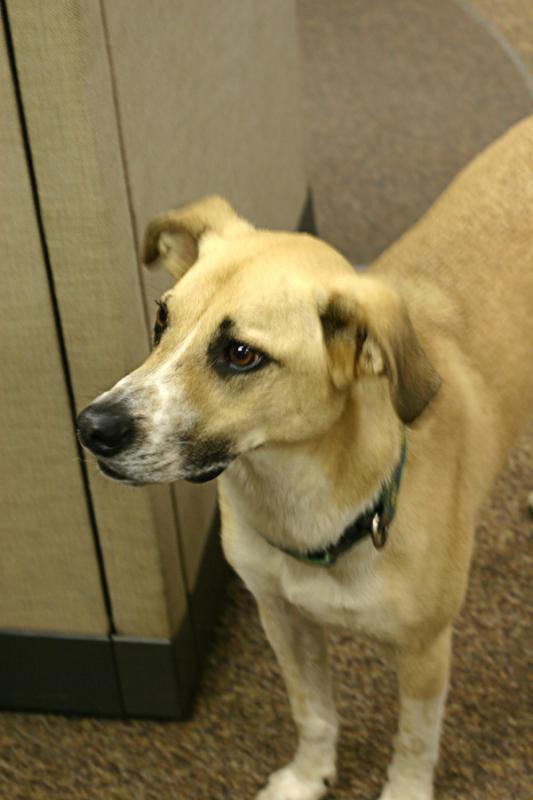 dog2.jpg