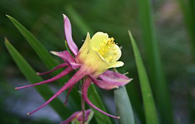 yellowflower.jpg