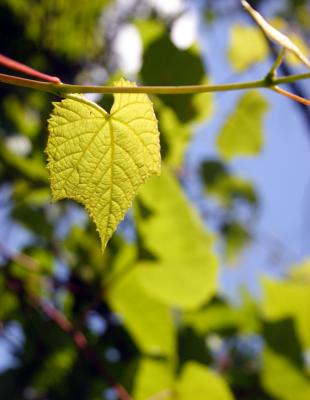 leaf1.jpg