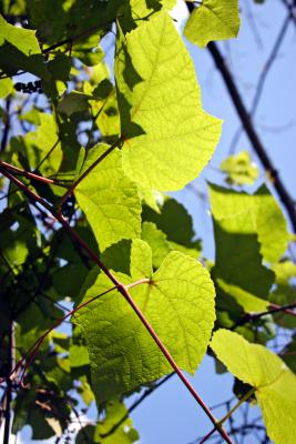leaf3.jpg