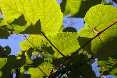 leaf2.jpg