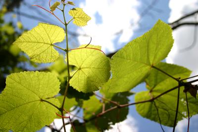 leaf4.jpg
