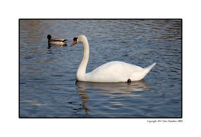 Graceful as a Swan