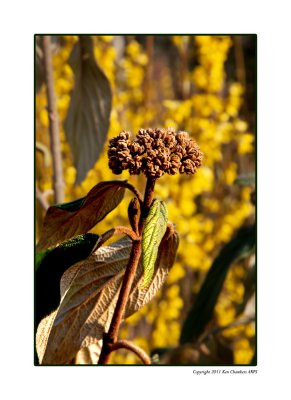 Autumn Seed Head against the background of Spring. 