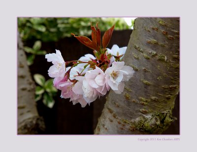 Spring in Janette's Garden 2011