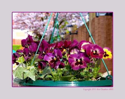 Spring in Janette's Garden 2011
