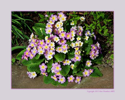 Spring in Janettes Garden 2011