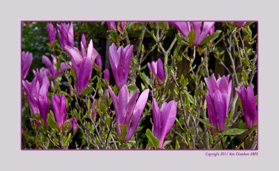 Spring in Janettes Garden 2011