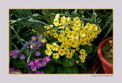 Spring in Janette's Garden 2011