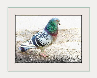Mr Pigeon
