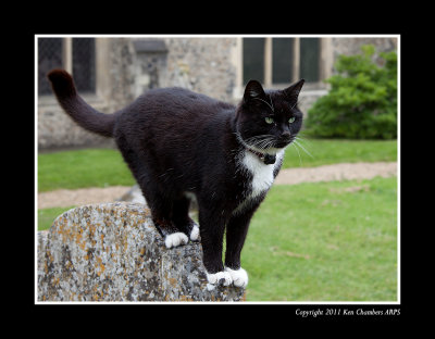 The Church Cat 