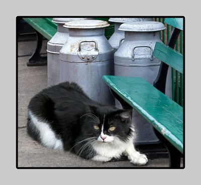 Waiting for the spilt Milk