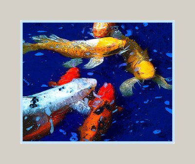 Koi Carp 