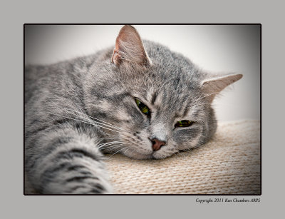 After Christmas Lunch a Cat Nap