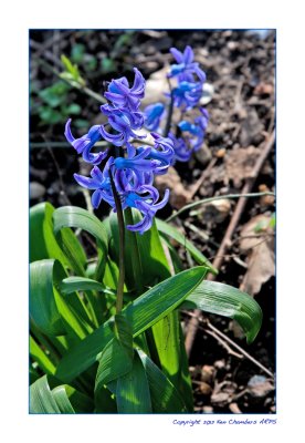 Sweet-smelling hyacinth