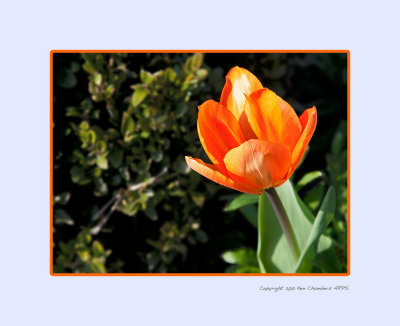 Tulip from Amsterdam ( well it's the right colour)  
