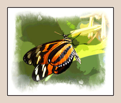 Butterfly Art 