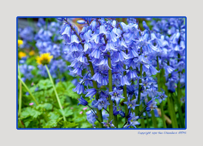 Bluebells