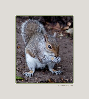 There is always a Squirrel at the Park.