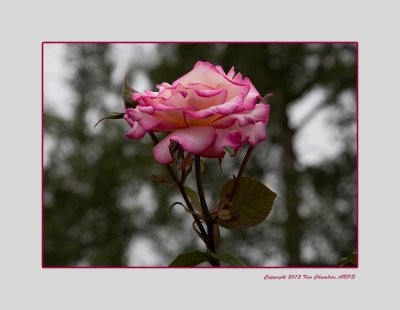 IMG_0481XX.jpg