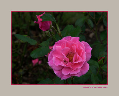 Castle Park Colchester Rose Bed 
