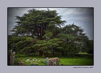 Giant Cedar Tree 